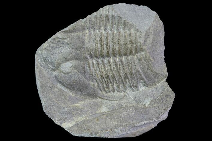 Partial Ogyginus Cordensis - Classic British Trilobite #75911